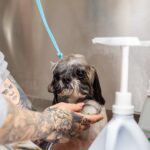 best all natural dog shampoo for sensitive skin