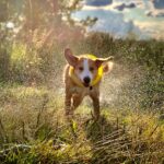 chemical free flea and tick control for dogs