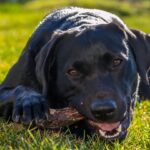 biodegradable dog chew toys